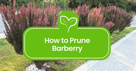 best time to trim barberry.